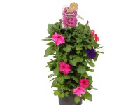 Petunie (Petunia) závěs, výška 45-50 cm, pr. 15 cm