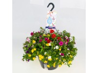 Minipetúnie (Calibrachoa) 