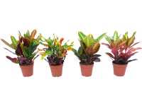 Kroton průměr květináče cca 14 cm Kroton průměr květináče cca 14 cm