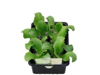 MONTANO Salát ledový (Lactuca sativa L.) sazenice miska