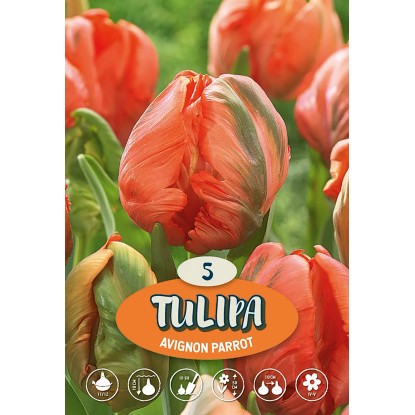 Tulipány "Avignon Parrot" oranžové