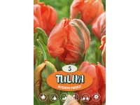 Tulipány 