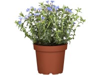 OBI Kamejka větvená 