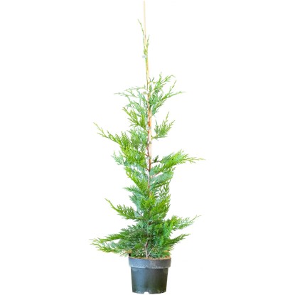 Landgard Cypřišovec Leylandův (Cupressocyparis leylandii) 80-100 cm, 3 l, 30 ks
