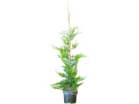 Landgard Cypřišovec Leylandův (Cupressocyparis leylandii) 80-100 cm, 3 l, 30 ks Landgard Cypřišovec Leylandův (Cupressocyparis leylandii) 80-100 cm, 3 l, 30 ks