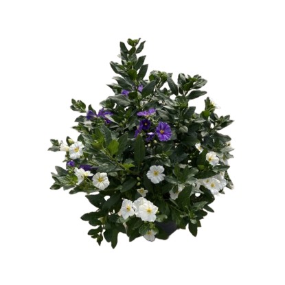 GROW by OBI Lilkovník hořcokvětý (Solanum rantonetti) modro-bílý 60 cm, pr. 27cm