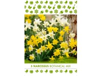 Květinová cibulka narcisu (Narcissus Botanical)