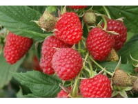 ARBOEKO Ostružník maliník - Maliník obecný (Rubus idaeus) výška cca 40 cm