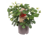 GROW by OBI Jahodník (Fragaria Hybrid) 