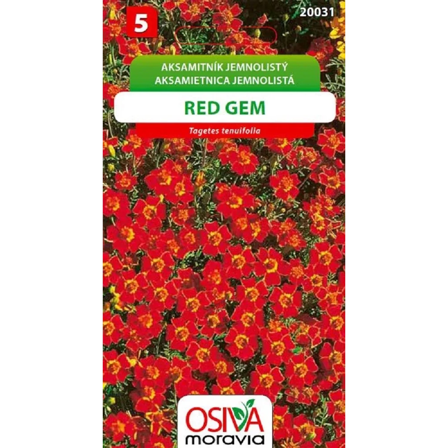Semínka Aksamitník jemnolistý Red Gem (Tagetes tenuifolia)