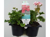 Pelargonium zonale