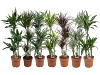 Dračinec různé odrůdy výška cca 100-120 cm průměr květináče cca 21 cm