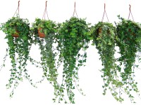 Břečťan popínavý mix průměr květináče cca 18 cm Břečťan popínavý mix průměr květináče cca 18 cm