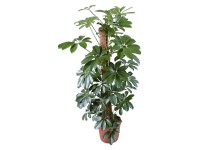 Šeflera Compacta průměr květináče cca 17 cm Šeflera Compacta průměr květináče cca 17 cm