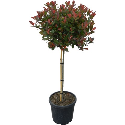 OBI Blýskalka "Little Red Robin" výška cca 110 cm květináč cca 18 l Photinia
