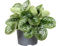 GROW by OBI Tořivka (Streptocarpus hybrid) 