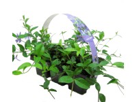 Barvínek menší balení po 6 ks průměr květináče: přibl. 7 cm Vinca minor