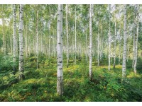 Komar Papírová fototapeta Sunny Day 368 x 254 cm Komar Papírová fototapeta Sunny Day 368 x 254 cm