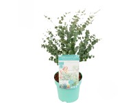 Blahovičník Gunnův (Eucalyptus gunnii) 