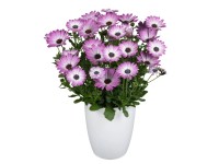 MONTANO Kopretina kapská - Paprskovka (Osteospermum) různé barvy pr. 10,5 cm
