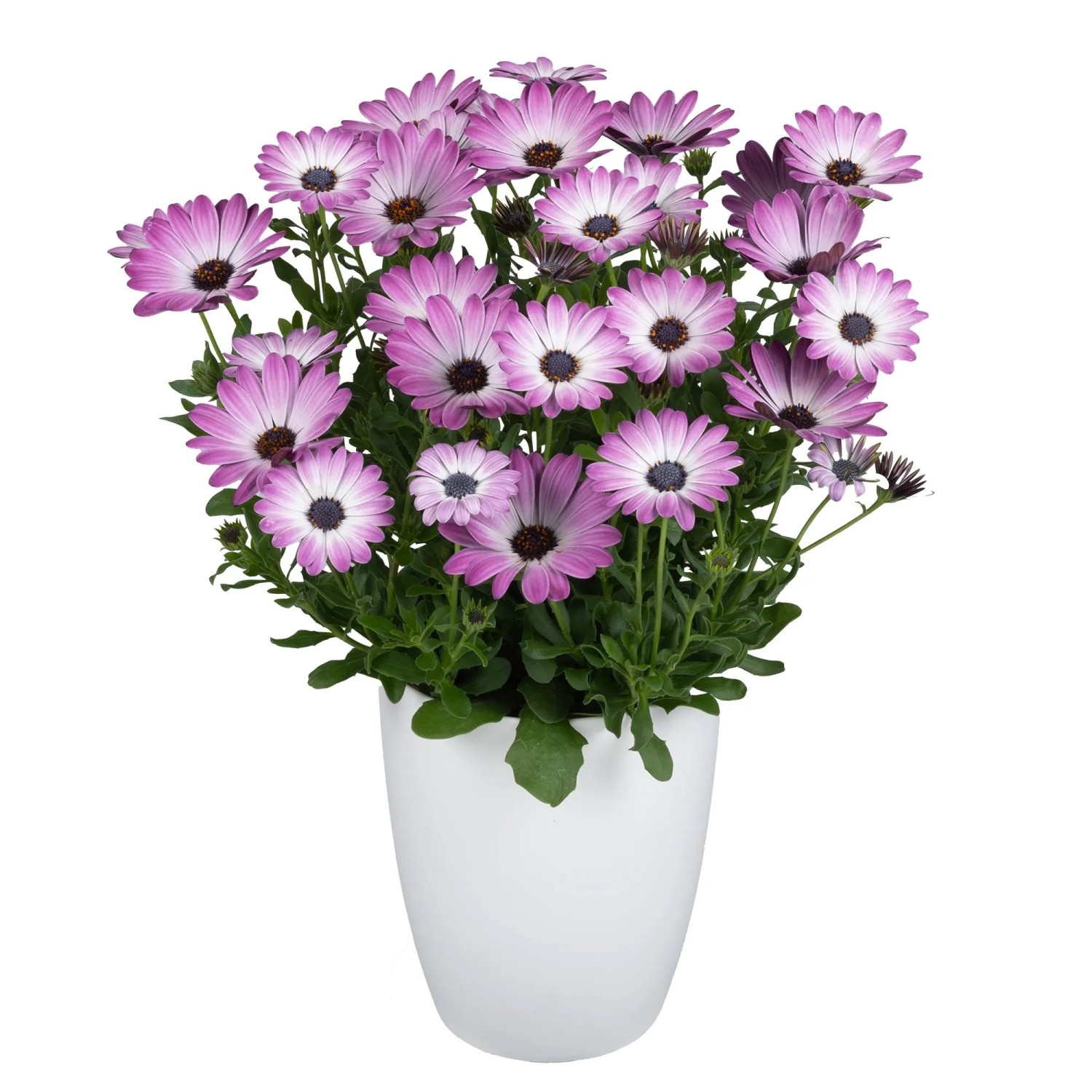 MONTANO Kopretina kapská - Paprskovka (Osteospermum) různé barvy pr. 12 cm