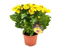 GROW by OBI Třapatka (Rudbeckia Hybrid) 