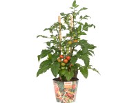 GROW by OBI Lilek rajče keříčkové (Lycopersicon lycopersicum) Pick&Joy, pr. 14cm