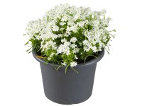 Royal Lemkes Iberka vždyzelená (Iberis sempervirens) Royal Lemkes Iberka vždyzelená (Iberis sempervirens)