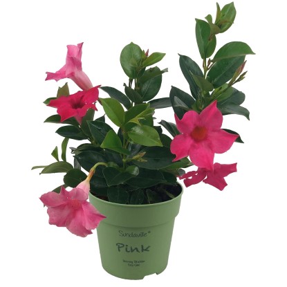 Gartenbau Dipladénie (Mandevilla sanderi) keř červená cca pr. 12 cm