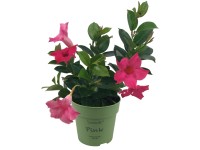 Gartenbau Dipladénie (Mandevilla sanderi) keř červená cca pr. 12 cm