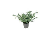 GROW by OBI Blahovičník pulverulenta (Eucalyptus pulverulenta) Baby Blue 20-30cm
