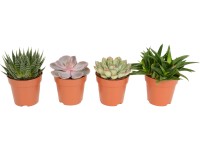 Různé základní sukulenty průměr květináče cca 8 cm Různé základní sukulenty průměr květináče cca 8 cm