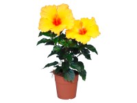 GROW by OBI Ibišek čínská růže Long Life žlutý průměr květináče cca 12 cm