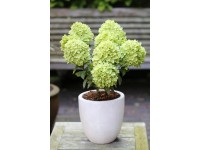 Hortenzie metlinatá (hydrangea paniculata) Little Lime