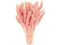 NOHEL GARDEN Sušená dekorace Setaria - bér světle růžový 40 g NOHEL GARDEN Sušená dekorace Setaria - bér světle růžový 40 g