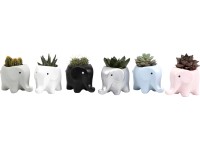 Sukulent v keramickém květináči v podobě slona průměr květináče cca 5 cm