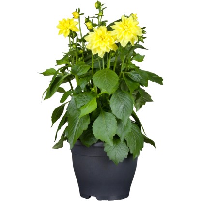 GROW by OBI Jiřina (Dhalia Cordifolia) pr. cca 26 cm