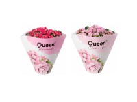 GROW by OBI Kolopejka vděčná (Kalanchoe) dvoukvětá růžová, 20-25 cm, pr. 105 cm