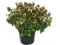Landgard Abélie velkokvětá (Abelia Grandiflora) cca výška 20-30 cm, 1 l Landgard Abélie velkokvětá (Abelia Grandiflora) cca výška 20-30 cm, 1 l