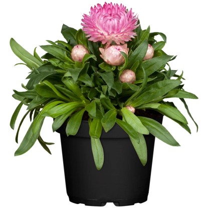 GROW by OBI Slaměnka, 30-40 cm, pr. květináče 12 cm, Bracteantha bracteata