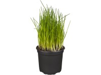 Landgard Pažitka pobřežní (Allium schoenoprasum) cca pr. 9 cm