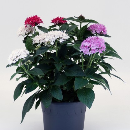 Q-Flower Pětkovec kopinatý (Pentas lanceolata) "Hot Spot Trio" pr. cca 17 cm