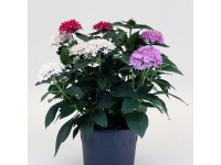 Q-Flower Pětkovec kopinatý (Pentas lanceolata) 