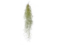 Tillandsie převislá výška cca 55-60 cm Tillandsia usneoides