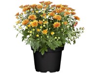 Listopadka indická (Chrysanthemum indicum) výška keře cca 10 - 20 cm