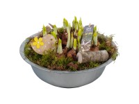 Aranžmá narcisů v zinkovém květináči, pr. kv. cca 29 cm