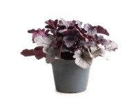 GROW by OBI Dlužicha 