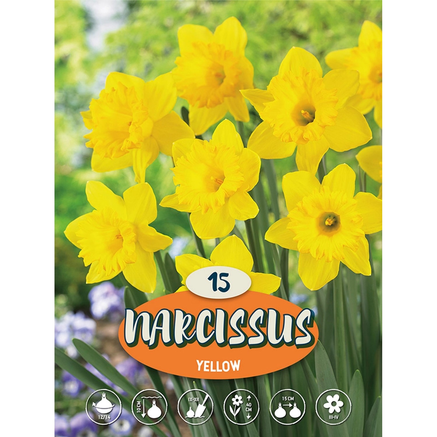 Narcisy "Narcis žlutý" žluté