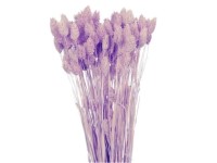 NOHEL GARDEN Sušená dekorace Phalaris - chrastice světle fialová 40 g NOHEL GARDEN Sušená dekorace Phalaris - chrastice světle fialová 40 g