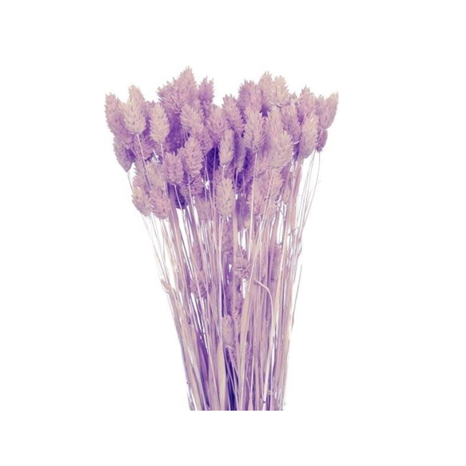 Nohel Garden Sušená dekorace Phalaris - chrastice světle fialová 40 g